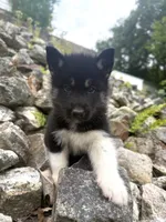 Thyme, a male Siberian Husky for sale in West Baldwin, ME – 5 of 6