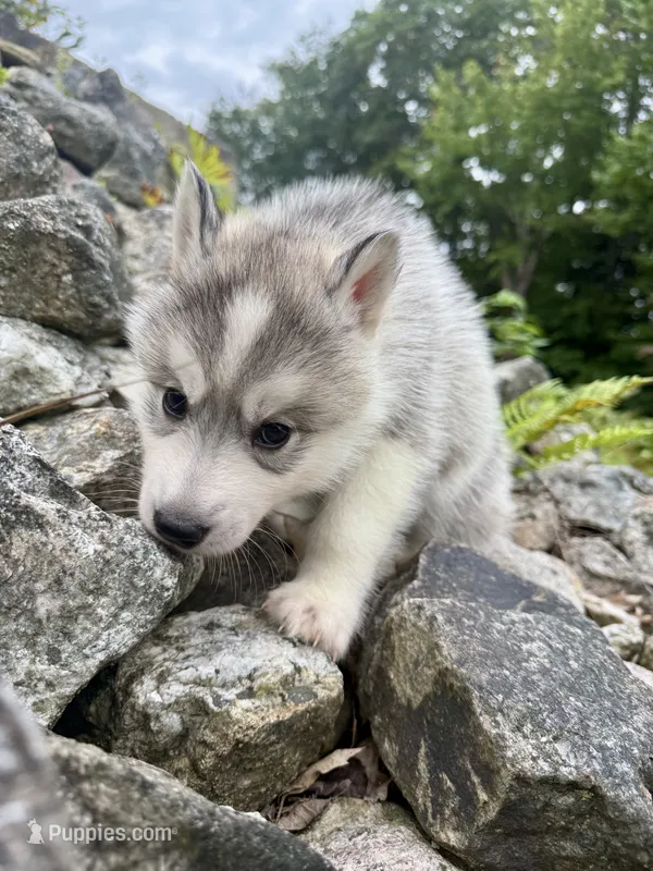 Parsley – Siberian Husky puppy for sale in West Baldwin, ME