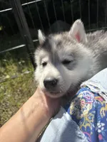 Parsley, a male Siberian Husky for sale in West Baldwin, ME – 6 of 9