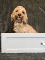 Dolly, a female Maltipoo for sale in Champaign, IL – 1 of 9