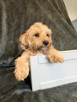 Dolly, a female Maltipoo for sale in Champaign, IL – 8 of 9