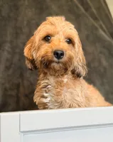 Dolly, a female Maltipoo for sale in Champaign, IL – 3 of 9