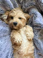 Dolly, a female Maltipoo for sale in Champaign, IL – 4 of 9