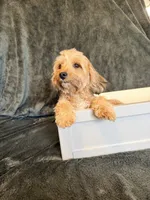 Dolly, a female Maltipoo for sale in Champaign, IL – 9 of 9