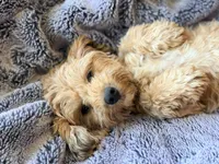 Dolly, a female Maltipoo for sale in Champaign, IL – 5 of 9