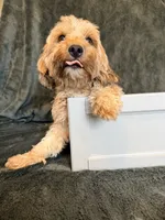 Dolly, a female Maltipoo for sale in Champaign, IL – 7 of 9
