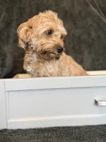 Dolly, a female Maltipoo for sale in Champaign, IL – 6 of 9