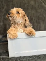 Dolly, a female Maltipoo for sale in Champaign, IL – 2 of 9
