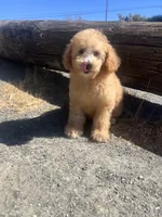 Ginger , a female Poodle - Toy  for sale in Pinon Hills, CA – 5 of 9