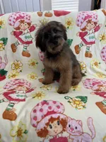 Rose, a female Soft Coated Wheaten Terrier and Poodle - Miniature  for sale in Pinon Hills, CA – 7 of 8