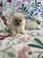 Kiara, a female Pomeranian for sale in Pinon Hills, CA – 3 of 4