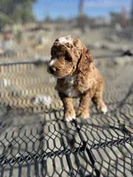 Bailey, a male Poodle - Miniature  for sale in Pinon Hills, CA – 3 of 5