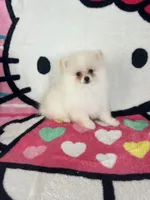Female , a female Pomeranian for sale in Pinon Hills, CA – 1 of 4