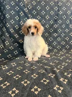 Male, a male Poodle - Miniature  for sale in Pinon Hills, CA – 3 of 4
