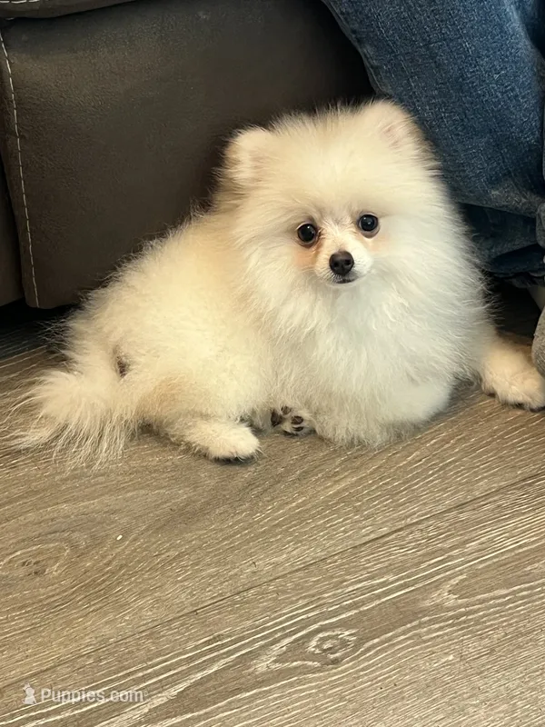 Ellie – Pomeranian puppy for sale in Pinon Hills, CA