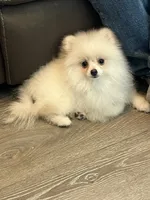 Ellie, a female Pomeranian for sale in Pinon Hills, CA – 1 of 5