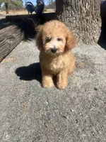 Ginger , a female Poodle - Toy  for sale in Pinon Hills, CA – 7 of 9