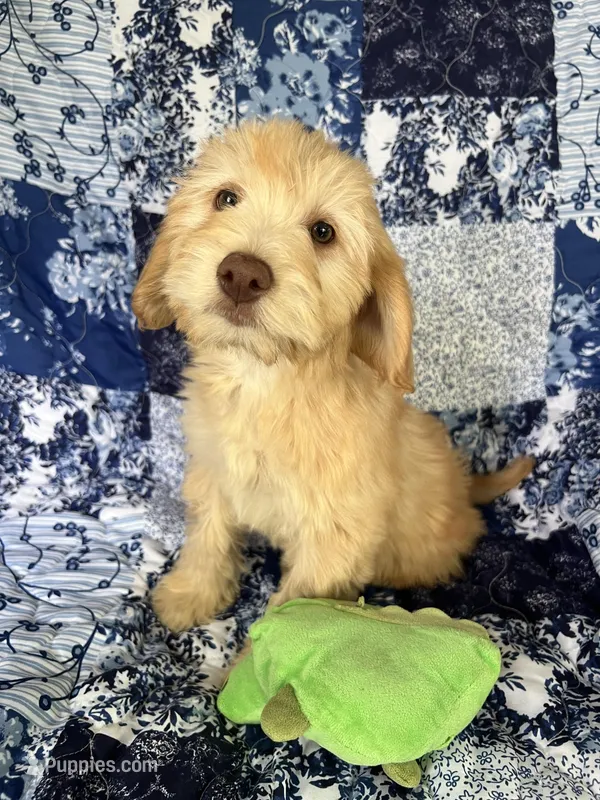 Male – Soft Coated Wheaten Terrier, Poodle - Miniature  puppy for sale in Pinon Hills, CA
