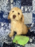 Male, a male Soft Coated Wheaten Terrier and Poodle - Miniature  for sale in Pinon Hills, CA – Photo 1 of 7