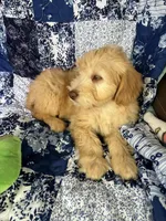 Male, a male Soft Coated Wheaten Terrier and Poodle - Miniature  for sale in Pinon Hills, CA – Photo 6 of 7
