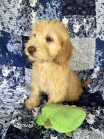 Male, a male Soft Coated Wheaten Terrier and Poodle - Miniature  for sale in Pinon Hills, CA – Photo 7 of 7
