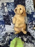 Male, a male Soft Coated Wheaten Terrier and Poodle - Miniature  for sale in Pinon Hills, CA – Photo 4 of 7