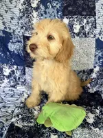Male, a male Soft Coated Wheaten Terrier and Poodle - Miniature  for sale in Pinon Hills, CA – Photo 3 of 7