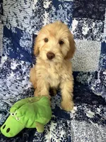 Male, a male Soft Coated Wheaten Terrier and Poodle - Miniature  for sale in Pinon Hills, CA – Photo 5 of 7