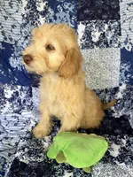 Male, a male Soft Coated Wheaten Terrier and Poodle - Miniature  for sale in Pinon Hills, CA – Photo 2 of 7