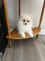Ellie, a female Pomeranian for sale in Pinon Hills, CA – 3 of 5