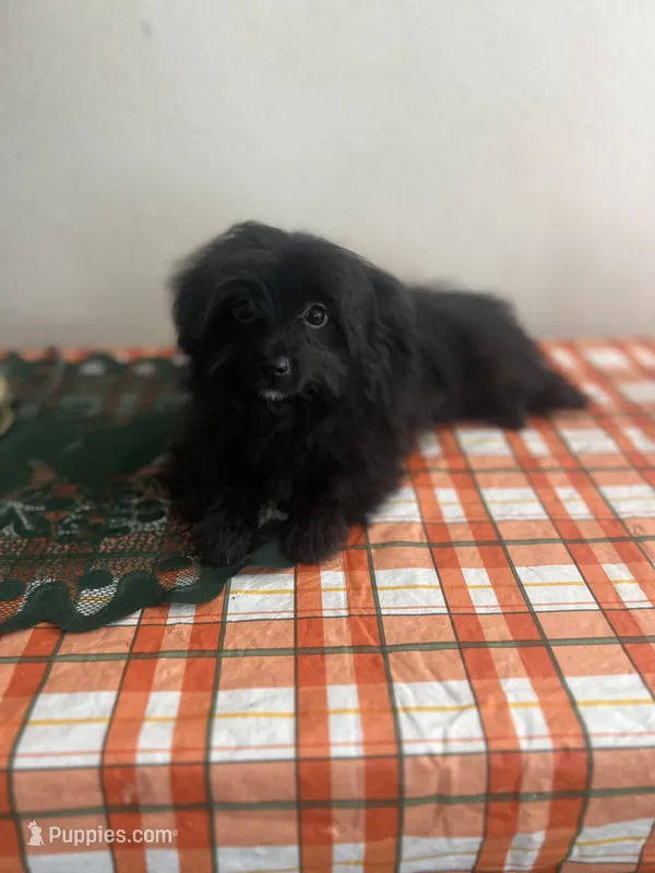 Male pomapoo – Pomeranian, Poodle - Toy  puppy for sale in Pinon Hills, CA