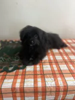Male pomapoo, a male Pomeranian and Poodle - Toy  for sale in Pinon Hills, CA – 1 of 7