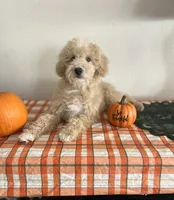 Ginger, a female Poodle - Miniature  for sale in Pinon Hills, CA – 2 of 4