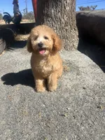 Ginger , a female Poodle - Toy  for sale in Pinon Hills, CA – 4 of 9