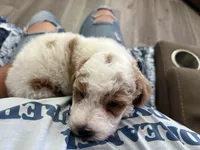 Chopper, a male Poodle - Miniature  for sale in Pinon Hills, CA – 7 of 7