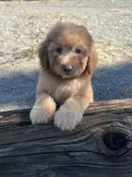 Mickey Green Eyes, a male Soft Coated Wheaten Terrier and Poodle - Miniature  for sale in Pinon Hills, CA – 4 of 6