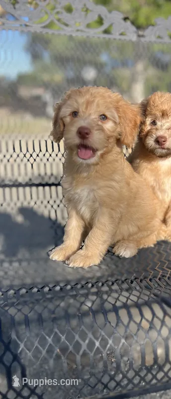 Biscuit  – Poodle - Miniature , Whoodle puppy for sale in Pinon Hills, CA