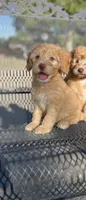 Biscuit , a male Poodle - Miniature  and Whoodle for sale in Pinon Hills, CA – 1 of 3