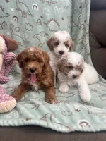 Charles, a male Poodle - Miniature  for sale in Pinon Hills, CA – 2 of 5
