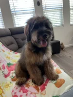 Rose, a female Soft Coated Wheaten Terrier and Poodle - Miniature  for sale in Pinon Hills, CA – 5 of 8