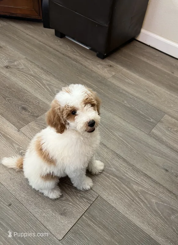 Oliver  – Poodle - Miniature  puppy for sale in Pinon Hills, CA
