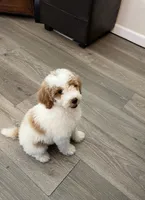 Oliver , a male Poodle - Miniature  for sale in Pinon Hills, CA – 5 of 8