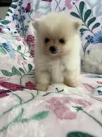 Kiara, a female Pomeranian for sale in Pinon Hills, CA – 2 of 4