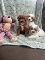 Chester, a male Poodle - Miniature  for sale in Pinon Hills, CA – 7 of 7