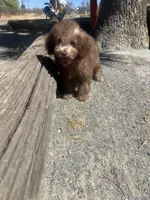 Coco, a female Poodle - Miniature  for sale in Pinon Hills, CA – 6 of 6