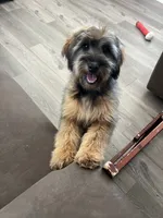Rose, a female Soft Coated Wheaten Terrier and Poodle - Miniature  for sale in Pinon Hills, CA – 2 of 8