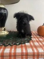 Male pomapoo, a male Pomeranian and Poodle - Toy  for sale in Pinon Hills, CA – 5 of 7