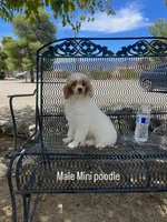 Duke , a male Poodle - Miniature  for sale in Pinon Hills, CA – 4 of 4