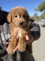 Rusty, a male Poodle - Miniature  for sale in Pinon Hills, CA – 4 of 5
