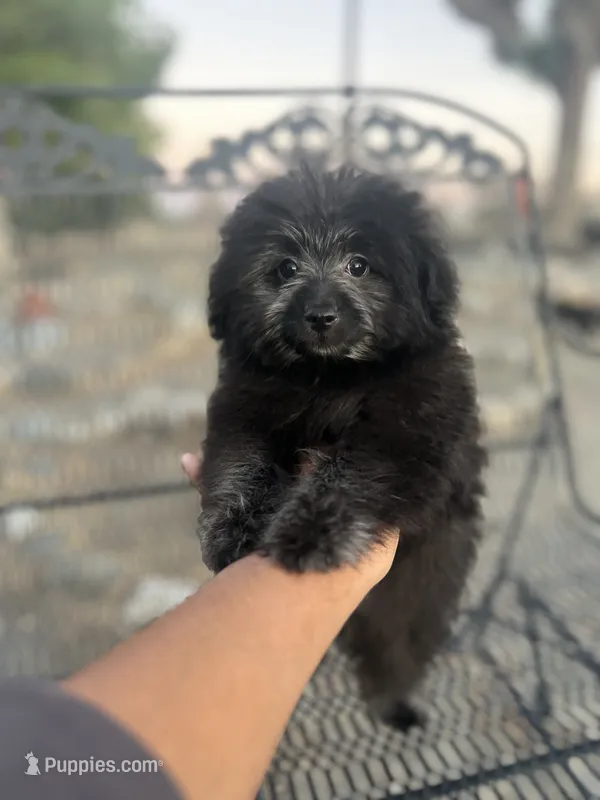 Midnight – Pomapoo puppy for sale in Pinon Hills, CA